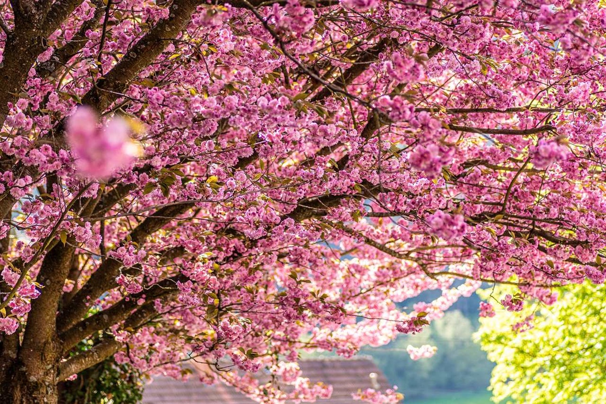 Está Chegando o Festival das Cerejeiras em São Roque - 27° Sakura Matsuri!