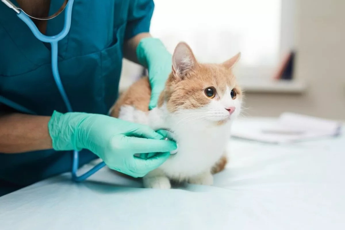 Clínicas Veterinárias em Avaré - SP