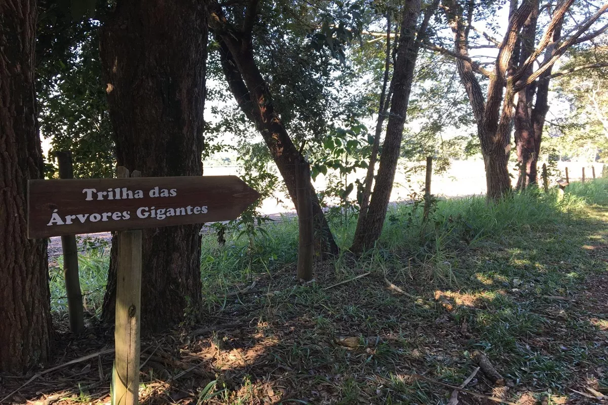 Trilha das Árvores Gigantes em Porto Ferreira - SP