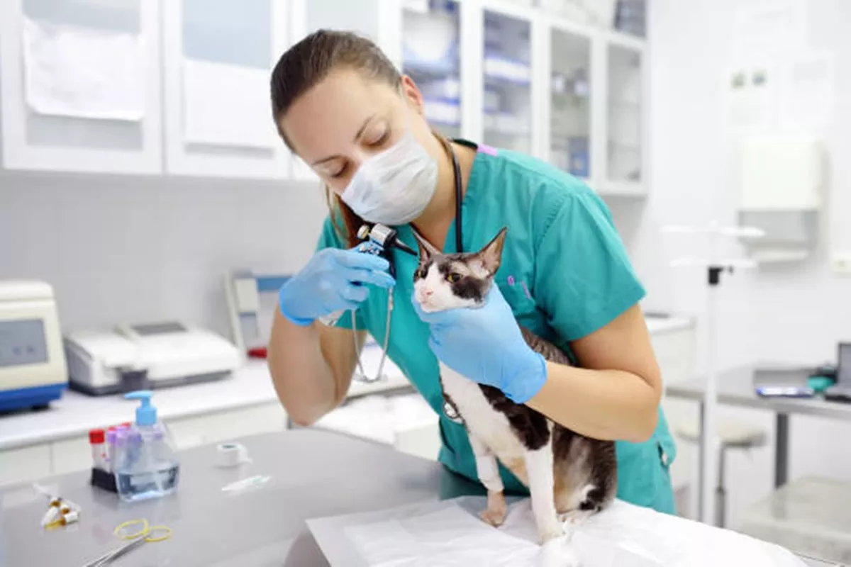 Clínicas Veterinárias em Andradina - SP