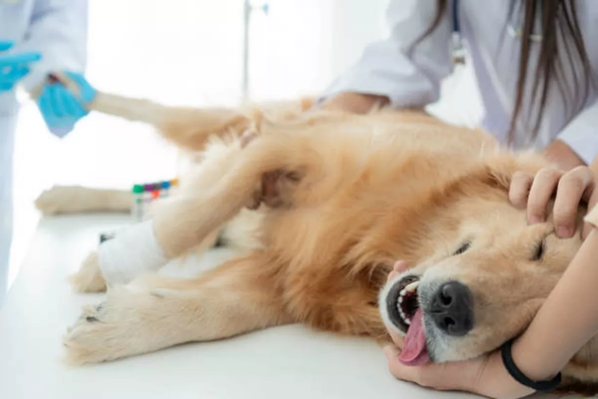 Clínicas Veterinárias em Assis - SP