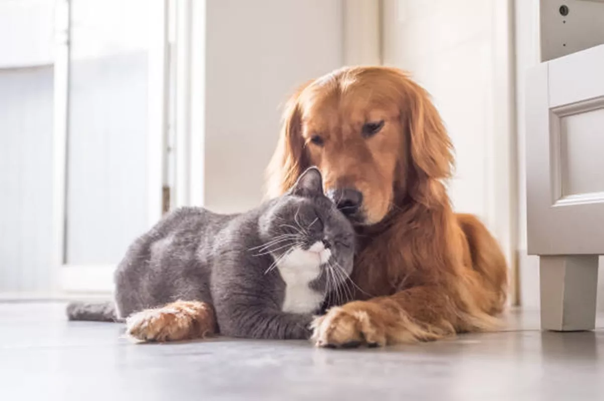 Clínicas Veterinárias em Divinolândia - SP