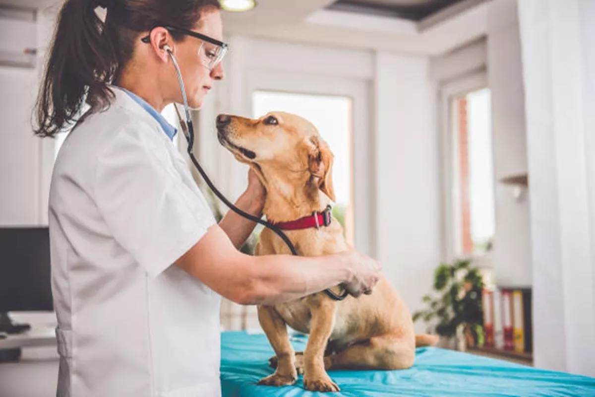 Clínicas Veterinárias em Santa Fé do Sul - SP