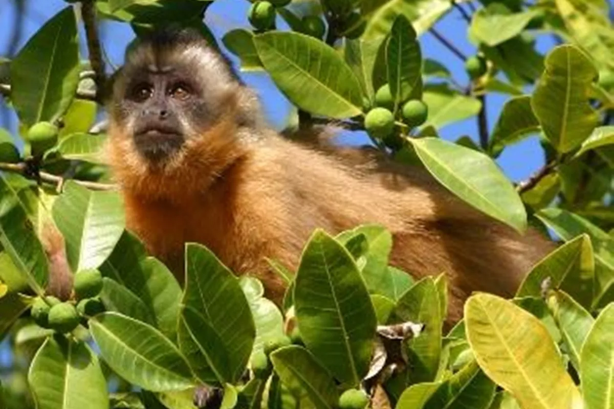 Mata dos Macacos Santa Fé do Sul - SP