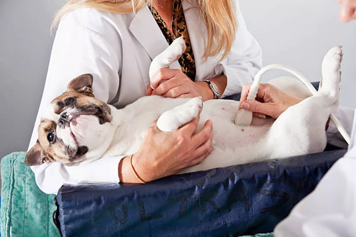 Clínicas Veterinárias em Cajuru - SP