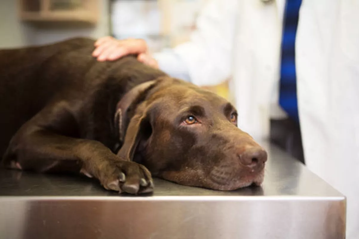 Clínicas Veterinárias em Galia - SP