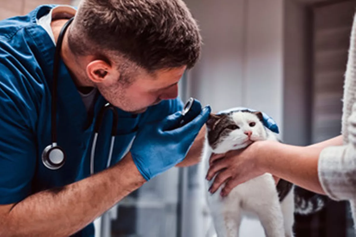 Clínicas Veterinárias em Hortolândia - SP