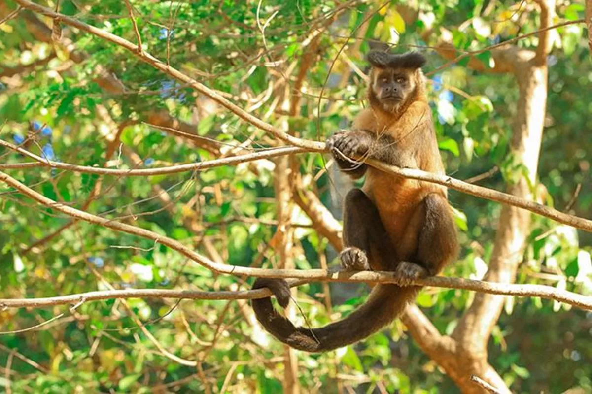 Trilha Ecológica Mata dos Macacos Mira Estrela